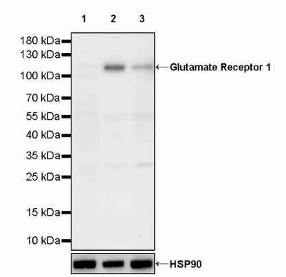 Glutamate Receptor 1 Recombinant Rabbit mAb (S-1892-144)