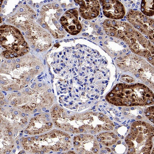 Apo-D Recombinant Rabbit mAb (S-1869-50)