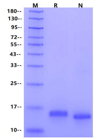 IL-31 Protein, Human