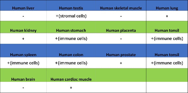 Human IgA1 Rabbit Polyclonal Antibody