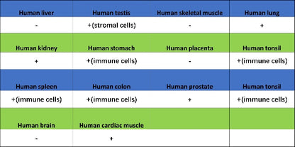 Human IgA1 Rabbit Polyclonal Antibody