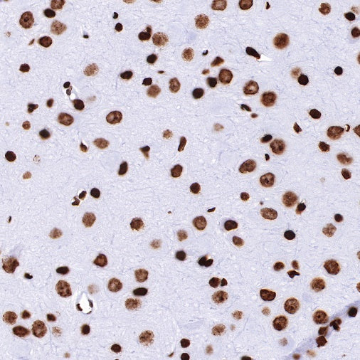 Histone H4 Recombinant Rabbit mAb (S-499-30)