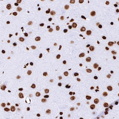 Histone H4 Recombinant Rabbit mAb (S-499-30)