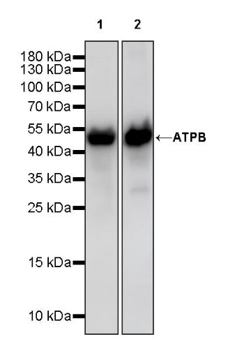 ATPB Rabbit Polyclonal Antibody