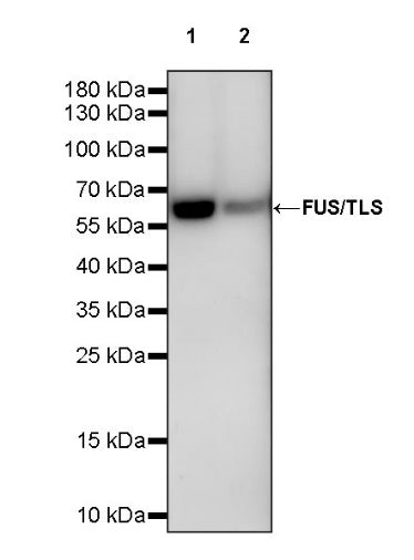 FUS/TLS Rabbit Polyclonal Antibody
