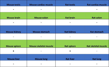 PLCγ2 Recombinant Rabbit mAb (S-2749-14)