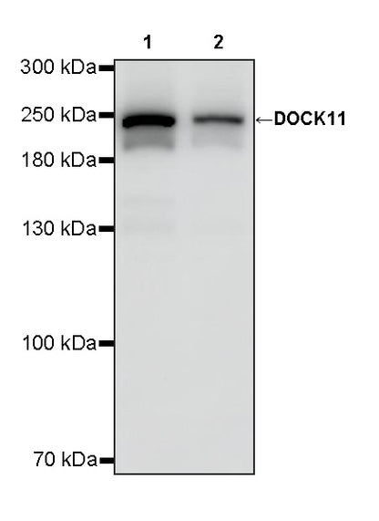 DOCK11 Recombinant Rabbit mAb (S-4421-63)