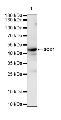 SOX1 Recombinant Rabbit mAb (S-R310)