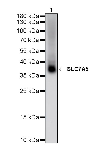 SLC7A5 Recombinant Rabbit mAb (S-4496-55)