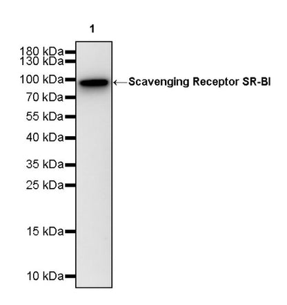 Scavenging Receptor SR-BI Recombinant Rabbit mAb (S-1736-15)