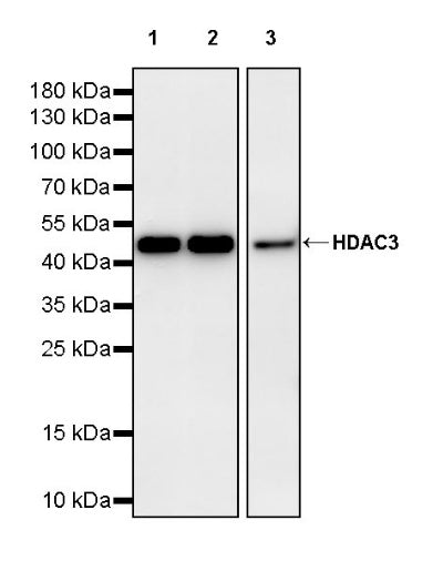 HDAC3 Recombinant Rabbit mAb (S-1977-31)