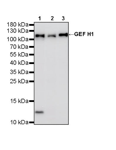 GEF H1 Recombinant Rabbit mAb (S-6057)