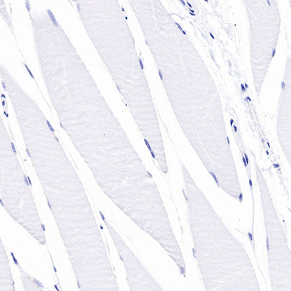 Product image media