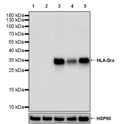 HLA-DRA Rabbit Polyclonal Antibody