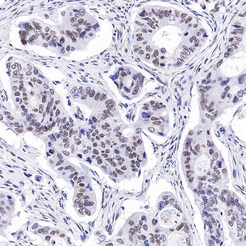 E2F4 Recombinant Rabbit mAb (S-586-214)