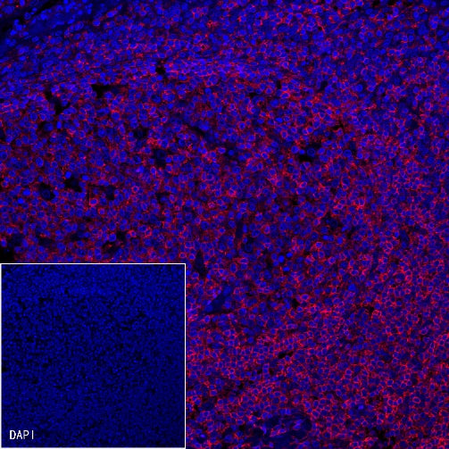CD45 Recombinant Rabbit mAb (Alexa Fluor® 555 Conjugate) (S-R035)
