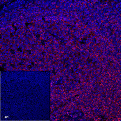 CD45 Recombinant Rabbit mAb (Alexa Fluor® 555 Conjugate) (S-R035)