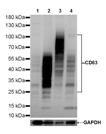 CD63 Recombinant Rabbit mAb,PBS Only (SDT-230-3)