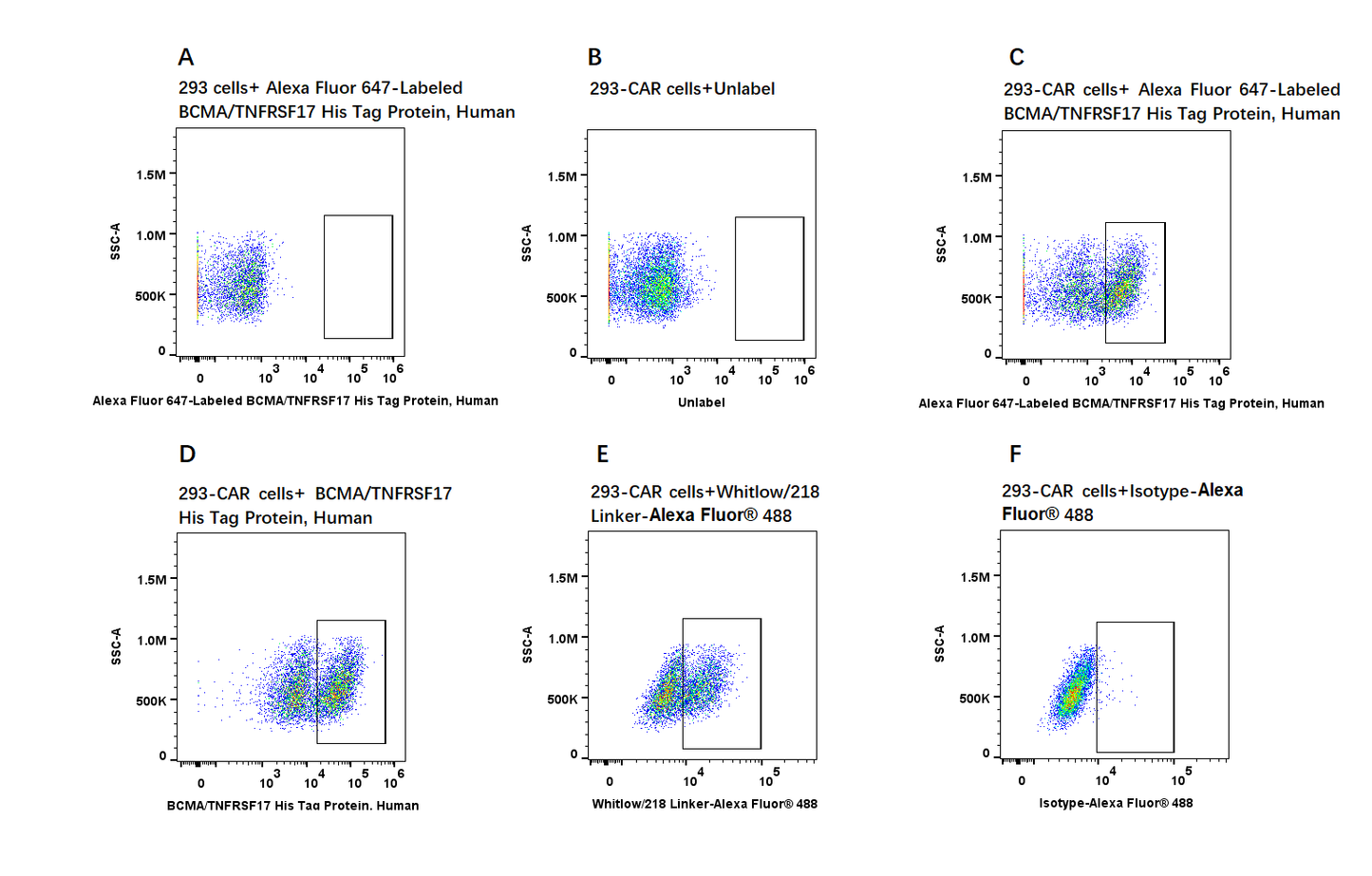 Alexa Fluor 647-Labeled BCMA/TNFRSF17 His Tag Protein, Human