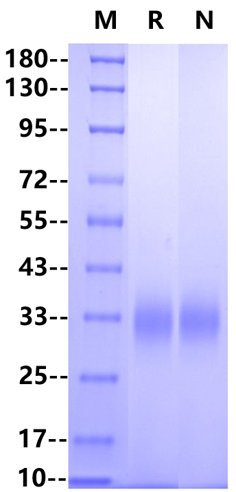 Fc γ RIIB/CD32b His Tag Protein, Cynomolgus