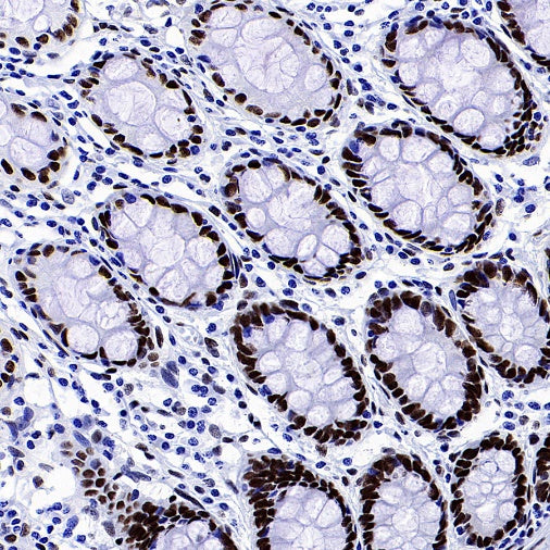 RIBEYE/CTBP2 Rabbit Polyclonal Antibody