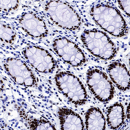 RIBEYE/CTBP2 Rabbit Polyclonal Antibody