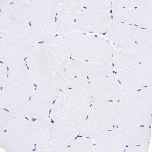 Lysozyme Rabbit Polyclonal Antibody