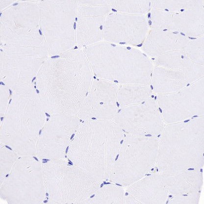 Lysozyme Rabbit Polyclonal Antibody
