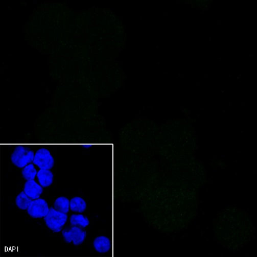 CD3 epsilon Mouse mAb (SDT-570-36)