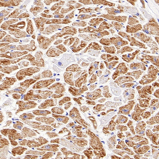 AIFM2/FSP1 Recombinant Rabbit mAb (S-2271-67)