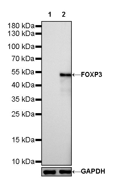 S-RMab® FOXP3 Recombinant Mouse mAb,PBS Only (SDT-R149)