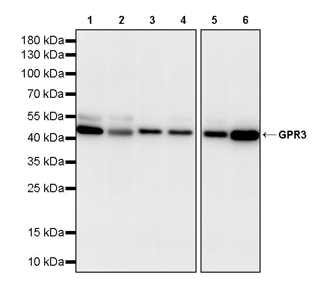 GPR3 Recombinant Rabbit mAb (S-4112-61)
