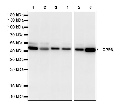 GPR3 Recombinant Rabbit mAb (S-4112-61)
