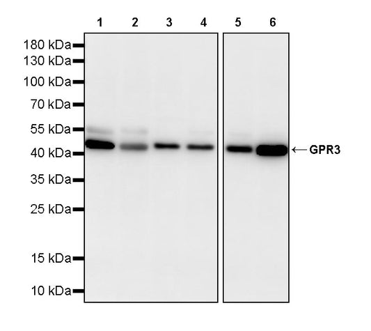 GPR3 Recombinant Rabbit mAb (S-4112-61)