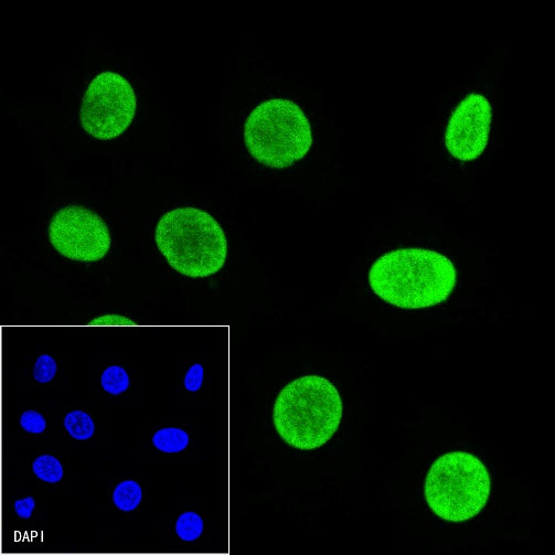 Histone H3 Recombinant Rabbit mAb (Alexa Fluor® 488 Conjugate) (S-266-44)