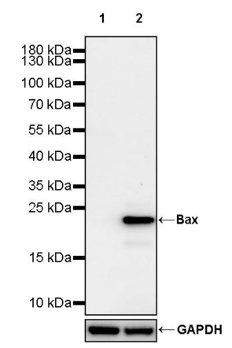 Bax Recombinant Rabbit mAb (S-2603-124)
