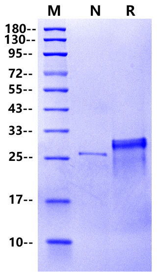Recombinant Enterokinase (High specific activity)