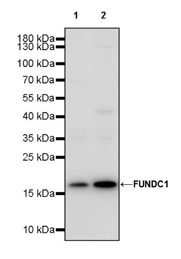 FUNDC1 Rabbit Polyclonal Antibody