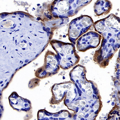 sTfR Recombinant Rabbit mAb (S-612-12)