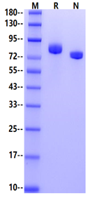 Transferrin His Tag Protein, Human