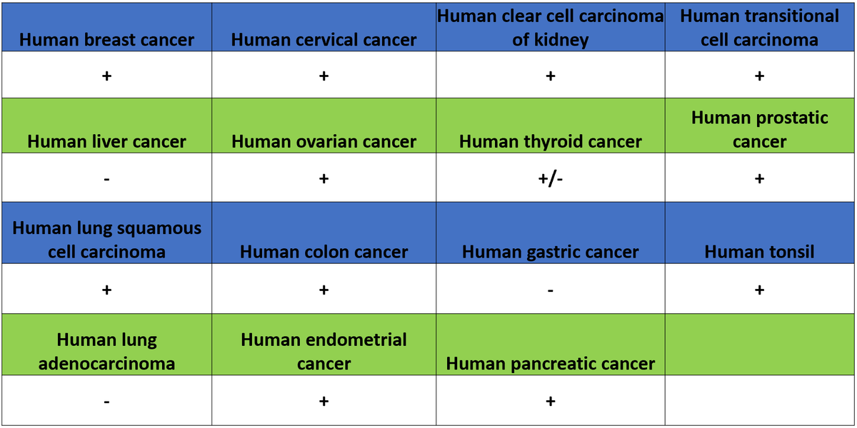 CDCP1 Recombinant Rabbit mAb (S-3437-221)
