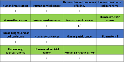 CDCP1 Recombinant Rabbit mAb (S-3437-221)