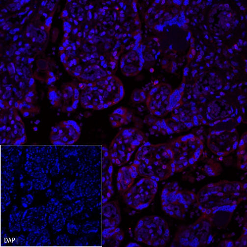 PD-L1 Recombinant Rabbit mAb (Alexa Fluor® 555 Conjugate) (SDT-119-16)