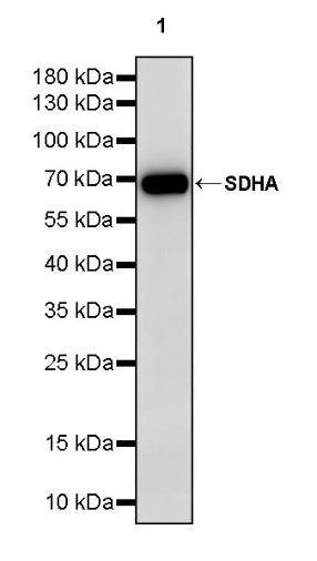SDHA Recombinant Rabbit mAb (S-1458-43)