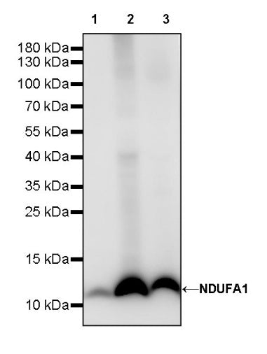 NDUFA1 Recombinant Rabbit mAb (S-1277-177)