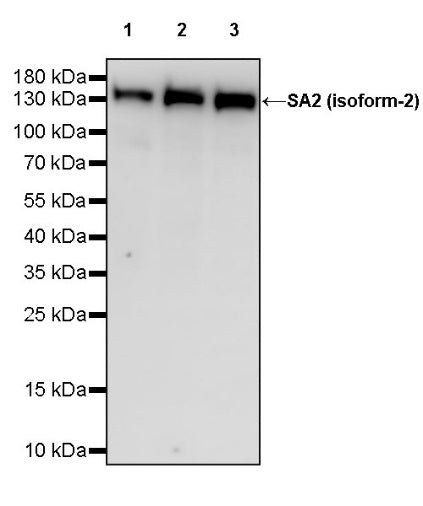 SA2 (isoform-2) Recombinant Rabbit mAb (S-1461-231)
