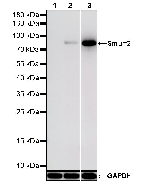 Smurf2 Recombinant Rabbit mAb (S-4815-23)