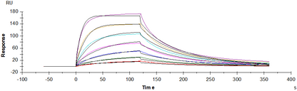 Nectin-1/PVRL1/CD111 His Tag Protein, Human