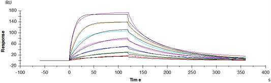 Nectin-1/PVRL1/CD111 His Tag Protein, Human