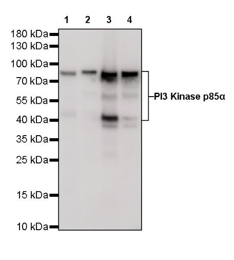 PI3 Kinase p85α Recombinant Rabbit mAb (S-328-24)
